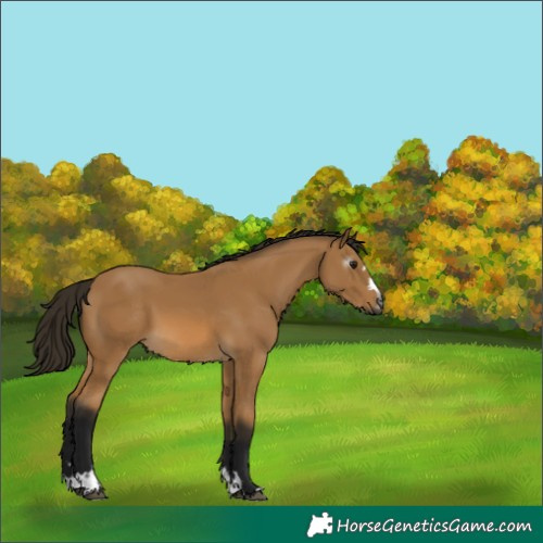 Horse Color:Gray Buckskin