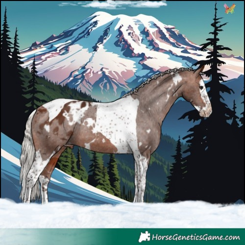 Horse Color:White Spotted Silver Bay Splash Tobiano Varnish Rabicano 