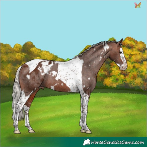Horse Color:White Spotted Silver Bay Splash Tobiano Appaloosa Rabicano 