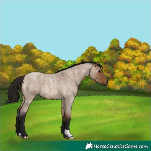 Horse Color:Gray Bay Roan Dun 