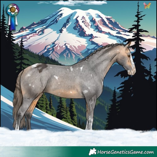 Horse Color:White Spotted Buckskin Splash Tobiano Appaloosa 