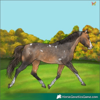 Horse Color:White Spotted Buckskin Splash Tobiano Appaloosa 