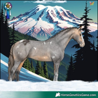Horse Color:White Spotted Buckskin Splash Tobiano Appaloosa