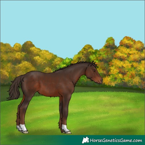 Horse Color:Liver Chestnut 