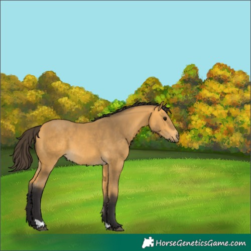 Horse Color:Buckskin 