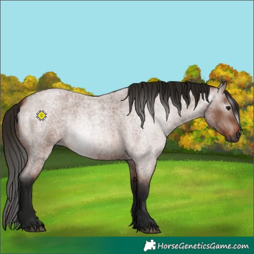 Horse Color:Gray Bay Roan 