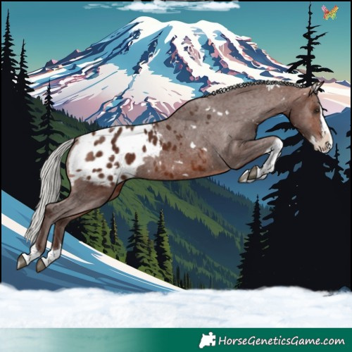 Horse Color:White Spotted Silver Bay Splash Tobiano Appaloosa 