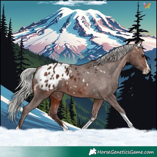 Horse Color:White Spotted Silver Bay Splash Tobiano Appaloosa 