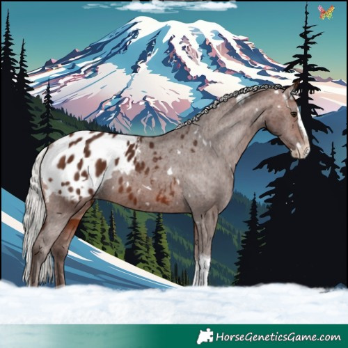 Horse Color:White Spotted Silver Bay Splash Tobiano Blanket 
