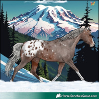 Horse Color:White Spotted Silver Bay Splash Tobiano Appaloosa 