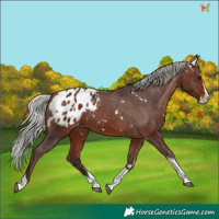 Horse Color:White Spotted Silver Bay Splash Tobiano Appaloosa 