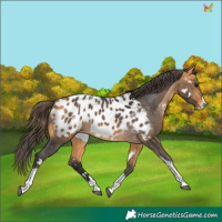 Horse Color:White Spotted Buckskin Splash Tobiano Appaloosa Rabicano 