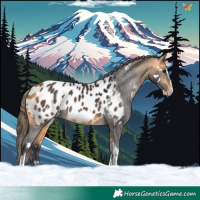 Horse Color:White Spotted Buckskin Splash Tobiano Appaloosa Rabicano 