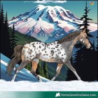 Horse Color:White Spotted Buckskin Splash Tobiano Appaloosa Rabicano 