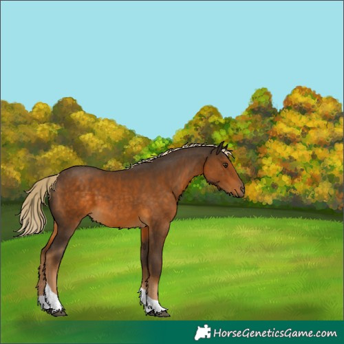 Horse Color:Chocolate Palomino Tobiano 