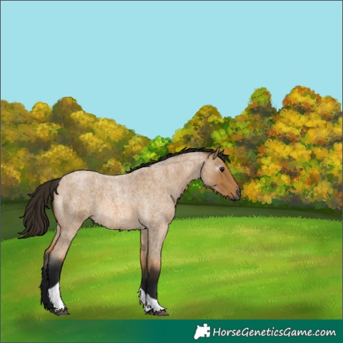 Horse Color:Gray Buckskin Roan Tobiano 