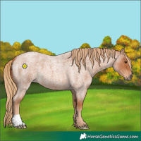 Horse Color:Red Roan 