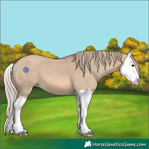 Horse Color:Red Dun Splash 