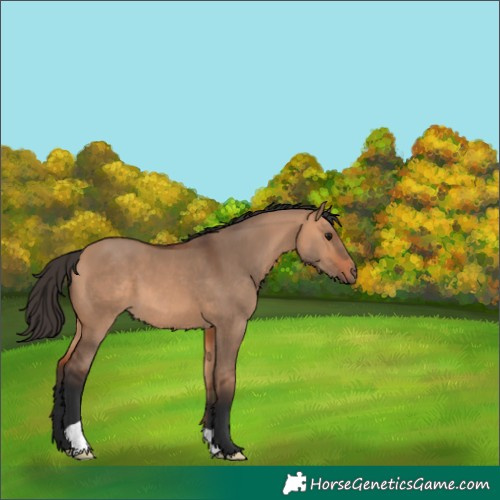 Horse Color:Bay Dun 