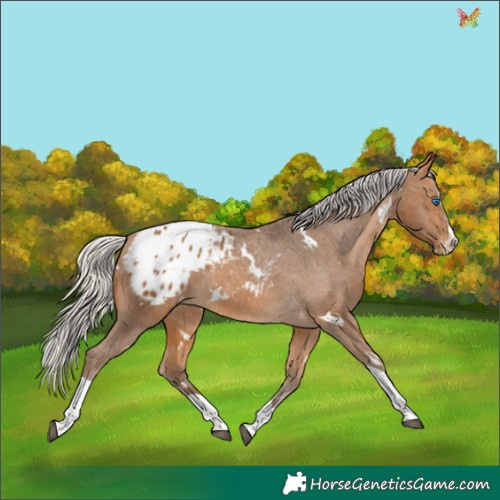 Horse Color:White Spotted Silver Buckskin Splash Tobiano Appaloosa 