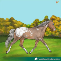 Horse Color:White Spotted Silver Buckskin Splash Tobiano Appaloosa
