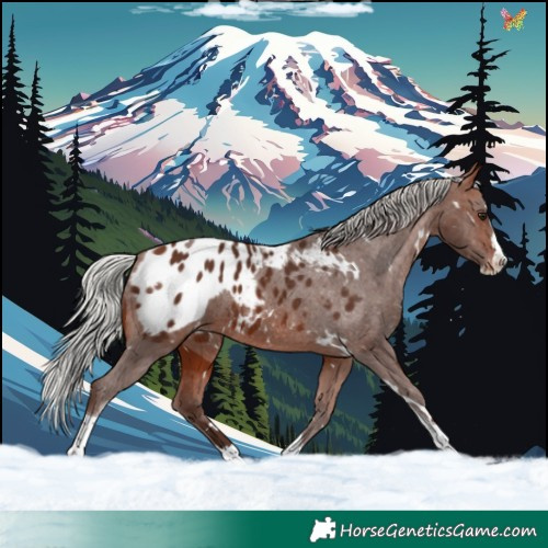 Horse Color:White Spotted Silver Bay Splash Tobiano Appaloosa 