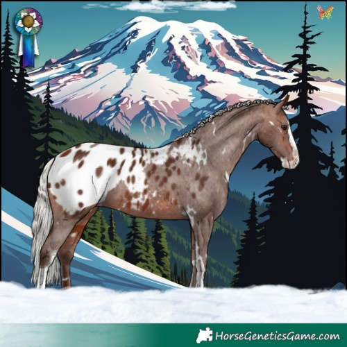 Horse Color:White Spotted Silver Bay Splash Tobiano Appaloosa 