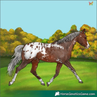 Horse Color:White Spotted Silver Bay Splash Tobiano Appaloosa