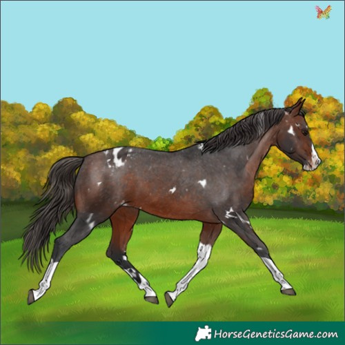 Horse Color:White Spotted Bay Splash Tobiano Appaloosa Rabicano 