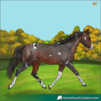 Horse Color:White Spotted Bay Splash Tobiano Appaloosa Rabicano 