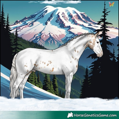 Horse Color:White Spotted Silver Buckskin Splash Tobiano Appaloosa 