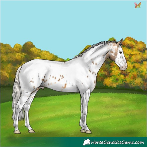 Horse Color:White Spotted Silver Buckskin Splash Tobiano Appaloosa 