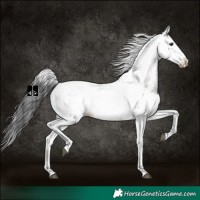 Horse Color:White Spotted Black Appaloosa 