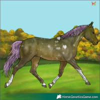 Horse Color:Painted Silver Brown Tobiano