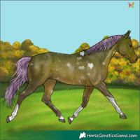 Horse Color:Painted Silver Brown Tobiano