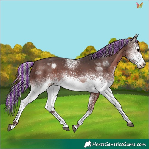 Horse Color:Painted White Spotted Silver Brown Tobiano