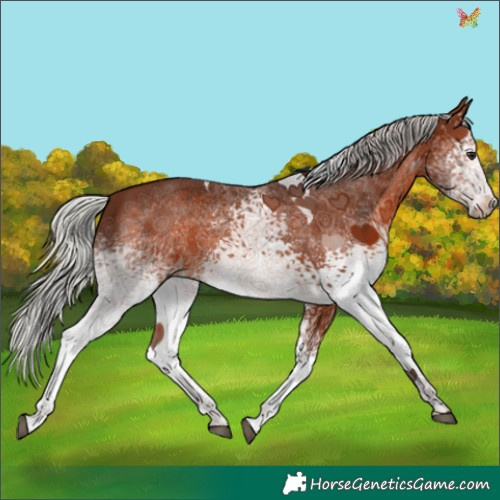 Horse Color:White Spotted Silver Brown Tobiano 