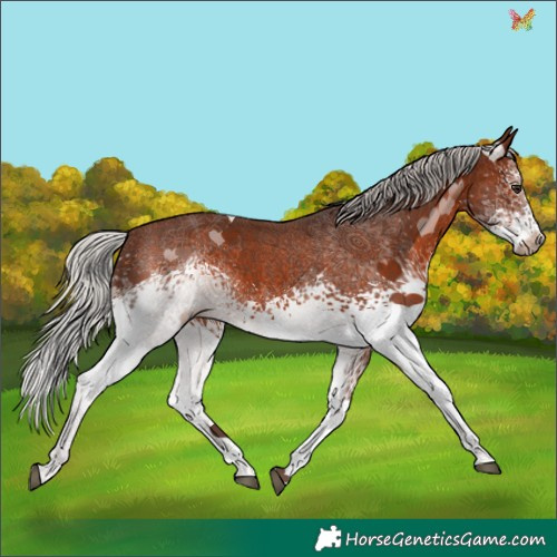 Horse Color:White Spotted Silver Brown