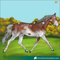 Horse Color:White Spotted Silver Brown Tobiano 
