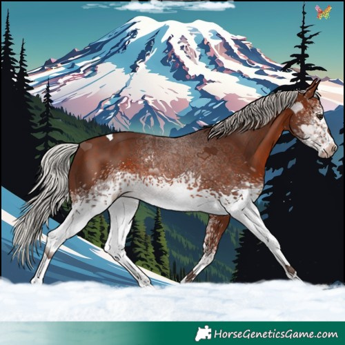Horse Color:White Spotted Silver Brown Tobiano 