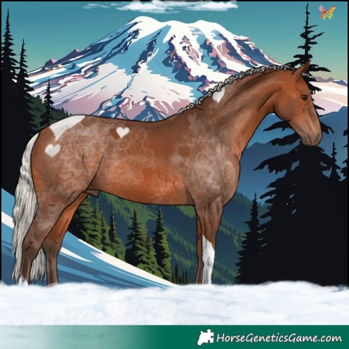 Horse Color:Silver Brown Tobiano 