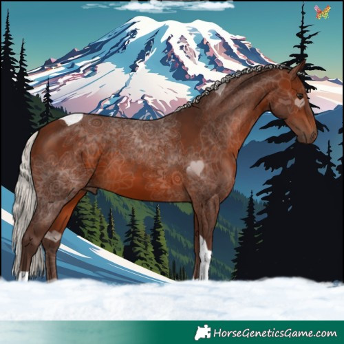 Horse Color:Silver Brown Tobiano 