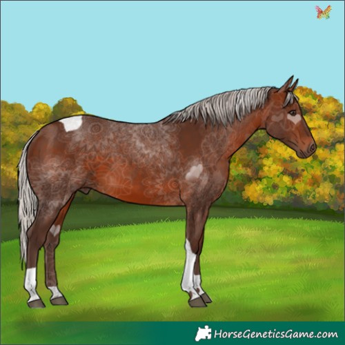 Horse Color:Silver Brown Tobiano 