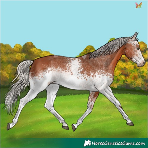 Horse Color:White Spotted Silver Brown Tobiano