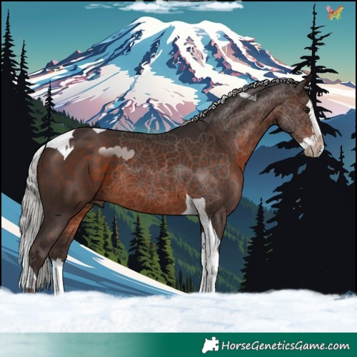 Horse Color:Silver Brown Splash Tobiano 