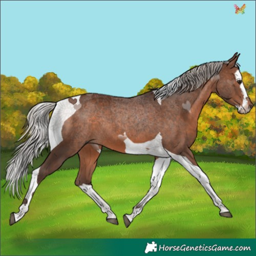 Horse Color:Silver Brown Splash Tobiano 