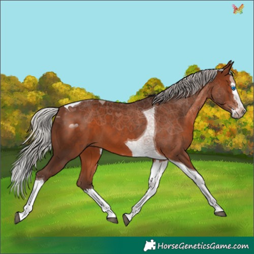 Horse Color:Silver Brown Splash Tobiano 