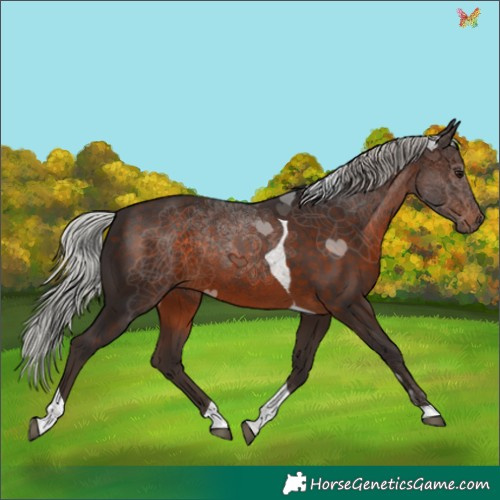 Horse Color:Silver Brown Tobiano 