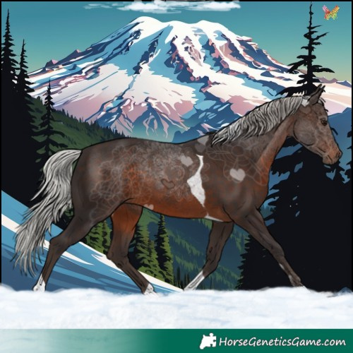 Horse Color:Silver Brown Tobiano 