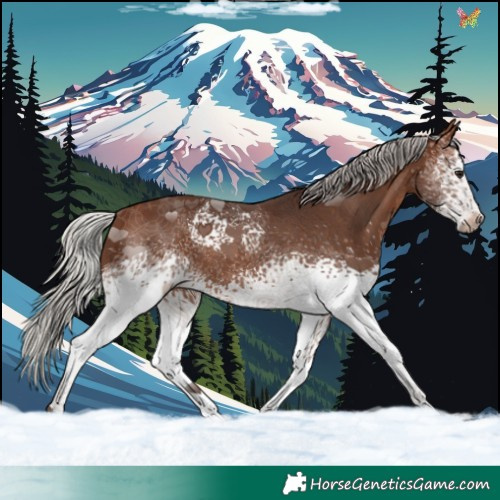 Horse Color:White Spotted Silver Brown Tobiano